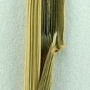 Sphenopholis obtusata