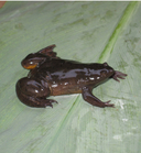 Xenopus lenduensis