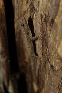 Lygodactylus tolampyae