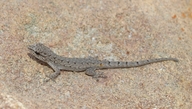 Lygodactylus tuberosus