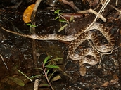 Madagascar Cat-eyed Snake