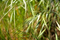 Bromus diandrus