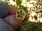 Physalis hederifolia var. fendleri
