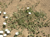 Convolvulus arvensis