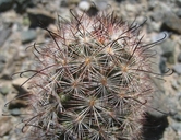 Mammillaria tetrancistra
