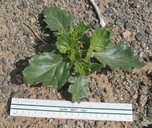 Aliciella latifolia