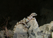 Bakhtiari Dwart Gecko