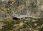 Microgecko persicus persicus