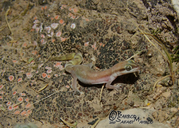 Microgecko helenae