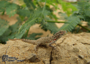 Blanford's Semaphore Gecko