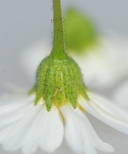 Layia heterotricha