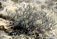 Eriogonum butterworthianum