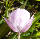 Calochortus umbellatus