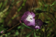Sidalcea sparsifolia
