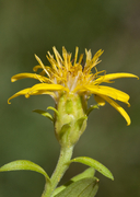 Oreochrysum parryi