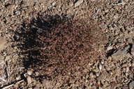 Eriogonum palmerianum