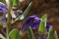 Scutellaria sapphirina