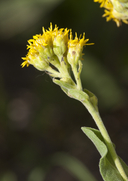 Solidago rigida ssp. humilis