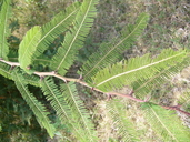 Acacia pennatula