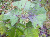 Solanum myriacanthum