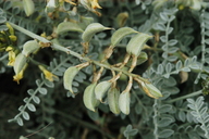 Astragalus traskiae
