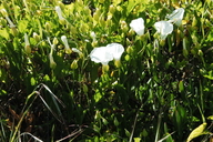 Calystegia macrostegia ssp. amplissima