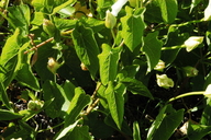 Calystegia macrostegia ssp. amplissima