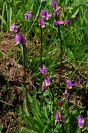 Dodecatheon alpinum