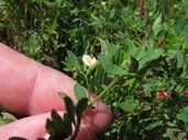Miniature Lotus