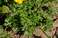 Ranunculus suksdorfii