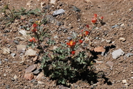 Sphaeralcea munroana ssp. munroana