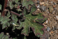 Sphaeralcea munroana ssp. munroana