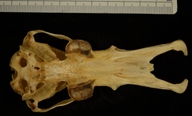 Ornithorhynchus anatinus