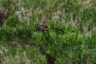 Dodecatheon alpinum ssp. majus