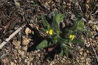 Opposite-leaved Tarweed