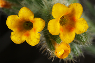 Amsinckia menziesii