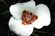 Calochortus venustus