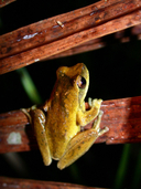 Litoria revelata