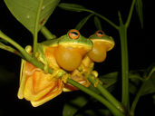 Litoria xanthomera