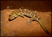 Kollegal Ground Gecko (specimen 1)