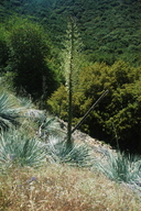 Hesperoyucca whipplei