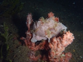 Painted Frogfish
