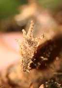 Proceratophrys melanopogon