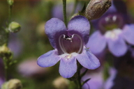 Penstemon linarioides ssp. coloradoensis