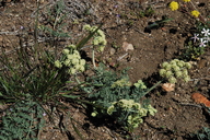 Lomatium macrocarpum