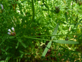 few-flowered clover