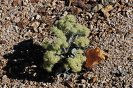 Granite Wild Buckwheat
