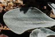 Eriogonum robustum