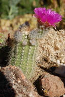Bailey's Hedgehog Cactus