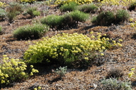 Sulphur-flower Wild Buckwheat